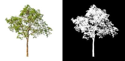 single tree with clipping path and alpha channel on black background photo