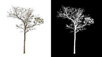 single tree with clipping path and alpha channel on black background photo