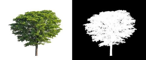 single tree with clipping path and alpha channel on black background photo