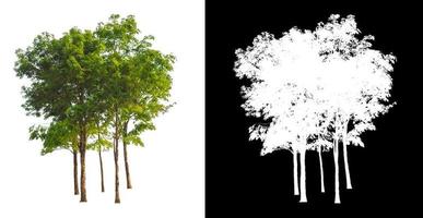 Tree that are isolated on a white background are suitable for both printing and web pages photo