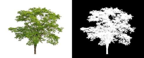 Tree isolated on a white background with clipping path and alpha channel photo