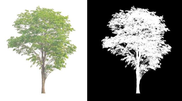 Tree isolated on a white background with clipping path and alpha channel photo