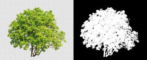 Tree on transparent picture background with clipping path, single tree with clipping path and alpha channel on black background photo