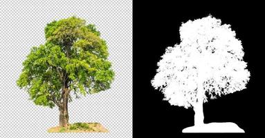 Tree on transparent picture background with clipping path, single tree with clipping path and alpha channel on black background photo