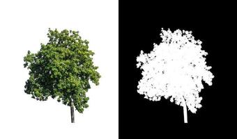 Tree isolated on a white background with clipping path and alpha channel photo