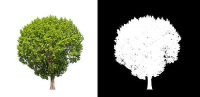 Tree isolated on a white background with clipping path and alpha channel photo