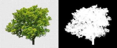 Tree on transparent picture background with clipping path, single tree with clipping path and alpha channel on black background photo