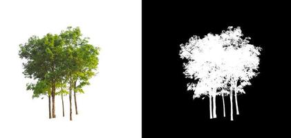 Tree isolated on a white background with clipping path and alpha channel photo