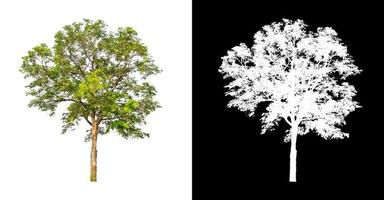 single tree with clipping path and alpha channel on black background photo