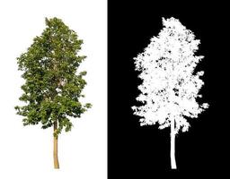Tree isolated on a white background with clipping path and alpha channel photo