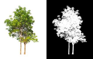 Tree that are isolated on a white background are suitable for both printing and web pages photo