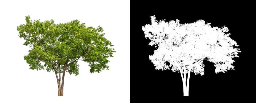árbol aislado en un fondo blanco con trazado de recorte y canal alfa foto