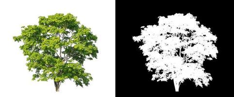 Tree isolated on a white background with clipping path and alpha channel photo