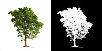 Tree isolated on a white background with clipping path and alpha channel photo