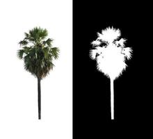 sugar palm isolated on a white background with clipping path and alpha channel photo