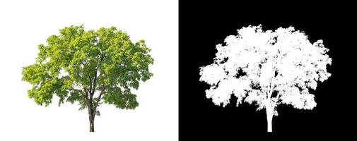 Tree isolated on a white background with clipping path and alpha channel photo