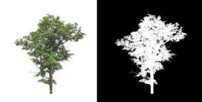 Tree isolated on a white background with clipping path and alpha channel photo