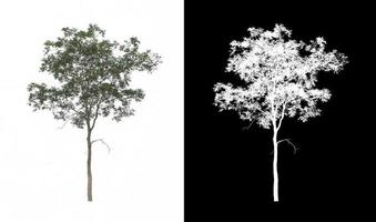 Tree isolated on a white background with clipping path and alpha channel photo