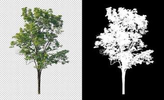 Tree on transparent picture background with clipping path, single tree with clipping path and alpha channel on black background photo