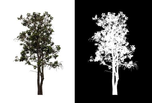 Tree isolated on a white background with clipping path and alpha channel photo