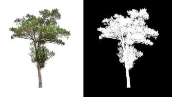 single tree with clipping path and alpha channel on black background photo