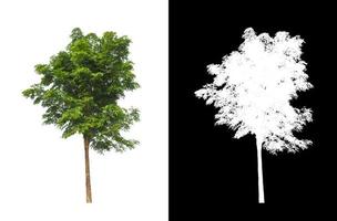 Tree isolated on a white background with clipping path and alpha channel photo