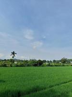 Natural background the landscape of green rice fields in Lombok Island, Indonesia photo