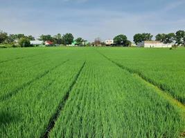 Natural background the landscape of green rice fields in Lombok Island, Indonesia photo