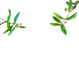 Grevillea robusta green, commonly known as southern silk oak, silk oak or silk oak, silver oak or Australian silver oak, is a flowering plant in the family Proteaceae, background isolated white