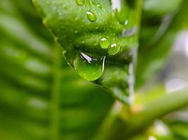 macro gotas de lluvia en la hoja verde de un tallo de limón, disparadas después de una lluvia por la tarde. foto