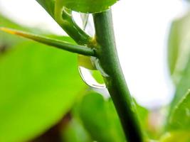 Macro raindrops on the green leaf of a lemon stem, shot after an afternoon rain. photo