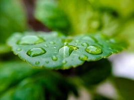 Macro raindrops on the green leaf of a lemon stem, shot after an afternoon rain. photo