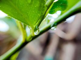 macro gotas de lluvia en la hoja verde de un tallo de limón, disparadas después de una lluvia por la tarde. foto