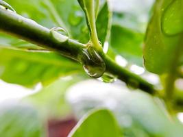 macro gotas de lluvia en la hoja verde de un tallo de limón, disparadas después de una lluvia por la tarde. foto