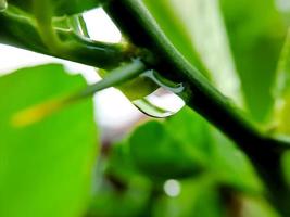 macro gotas de lluvia en la hoja verde de un tallo de limón, disparadas después de una lluvia por la tarde. foto