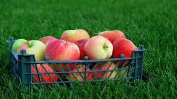 Red yellow apples in a plastic crate on the green grass. Harvesting fruit in garden at autumn, harvest festival season. Apples from organic farm. Template for advertising. photo