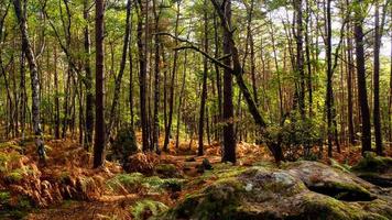 The majestic autumn in forest photo