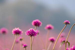 pink amaranth flower blossom on field, Beautiful growing and flowers on meadow blooming in the morning.Soft pastel on nature bokeh background