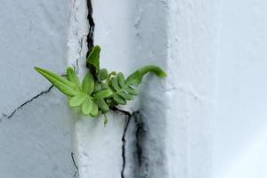 Sprout of fern growing from crack of painted white cement background. photo