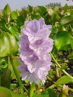 agua común, flor de belleza, papel pintado, naturaleza de belleza foto