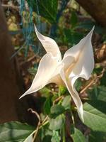 Datura medel, beauty  flower, wallpaper, beauty nature photo