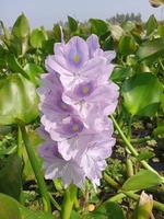 agua común, flor de belleza, papel pintado, naturaleza de belleza foto