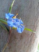 birdbill dayflower, bonita flor, flor de belleza, papel pintado, naturaleza de belleza foto