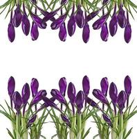 Spring bouquet of purple crocuses isolated on white background photo