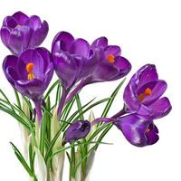 Spring bouquet of purple crocuses isolated on white background photo