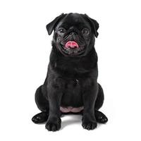 Young black dog pug posing on white background photo