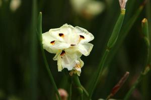 Dietes blooms in a clearing in a city park. photo