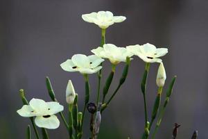 dietes florece en un claro en un parque de la ciudad. foto