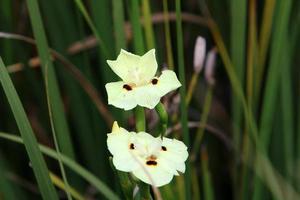 Dietes blooms in a clearing in a city park. photo