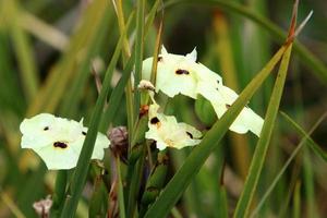 Dietes blooms in a clearing in a city park. photo